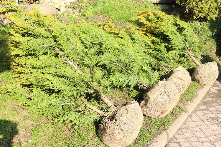 В 2023 году в Трускавце высадили более полутысячи деревьев и кустов